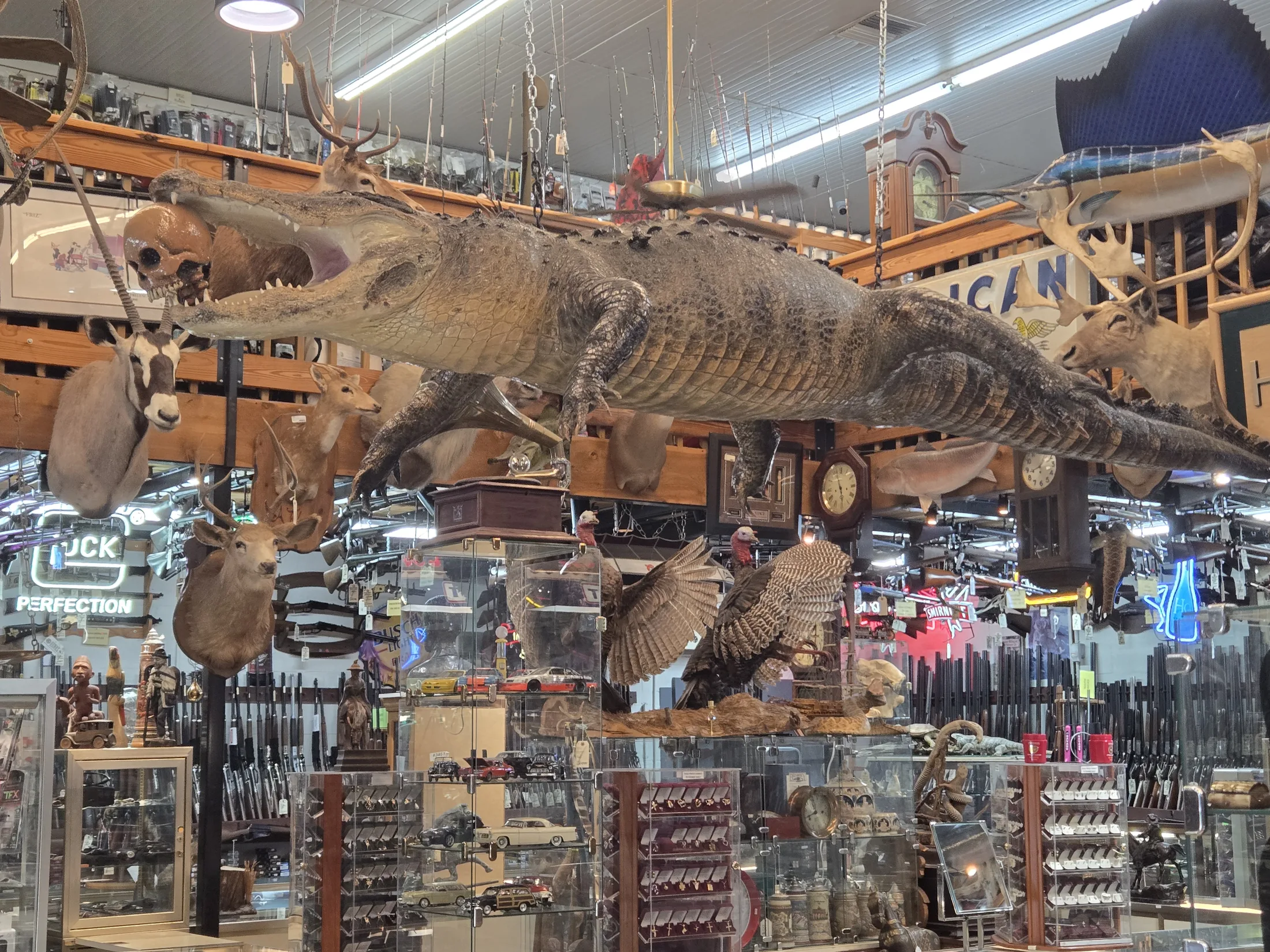 Mounted alligator suspended above the showcases at AAA Gun & Pawn