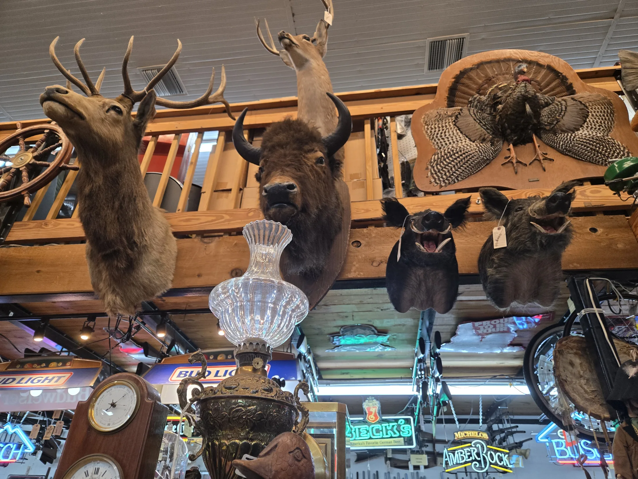 Wildlife mounts and a lamp above the showcases at AAA Gun & Pawn