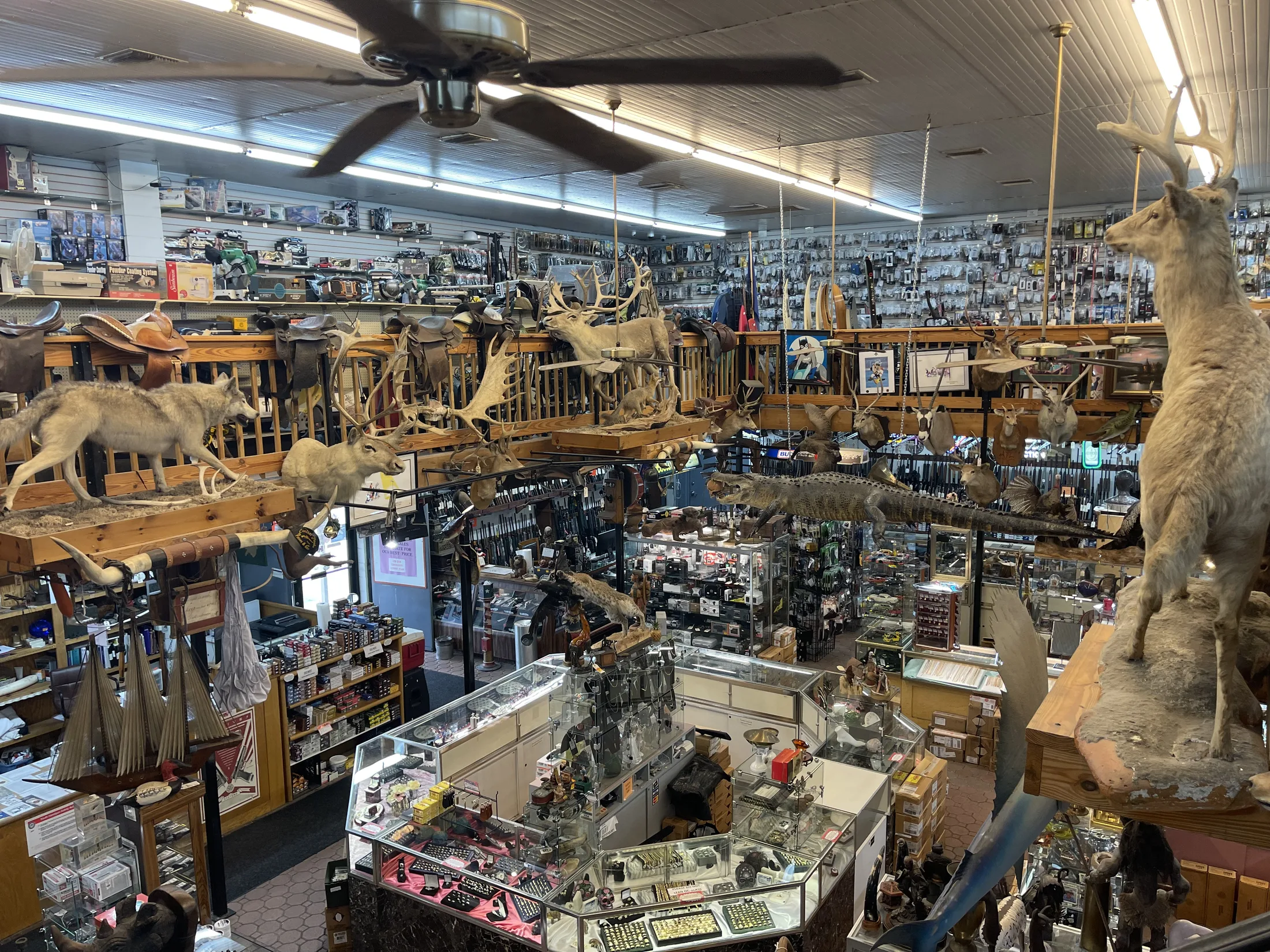 Wide view across the AAA Gun & Pawn sales floor with wildlife mounts above the showcases